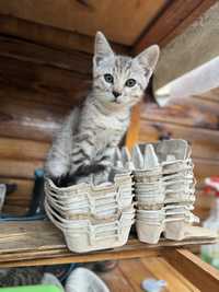 БЕЗКОШТОВНО!! кошенята шукають люблячий дім