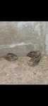 Vendo cordonizes de voo