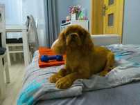 Śliczny piesek Cavalier Spaniel z Rodowodem Gotowy do odbioru