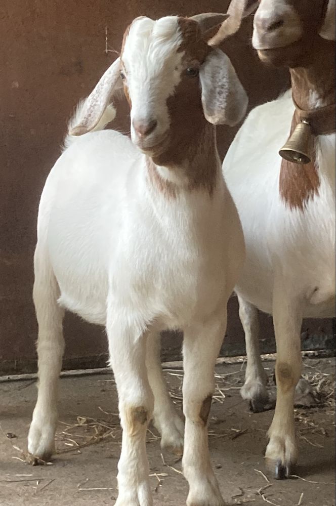 Cabrito Boer puro