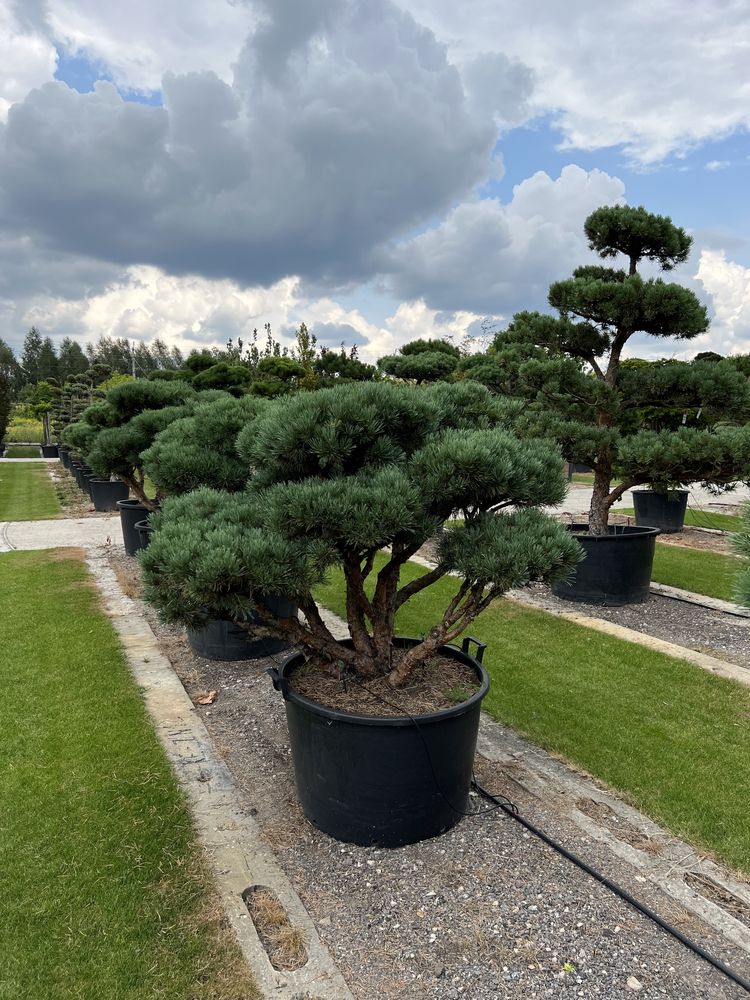 Bonsai Pinus duże drzewa różne gatunki i wielkości BONSAI PARK