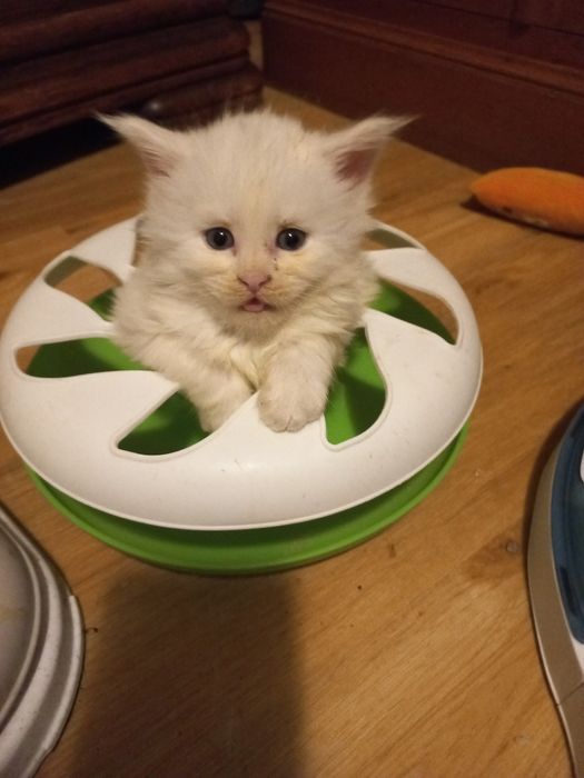 Biały Kocurek Maine Coon WCF