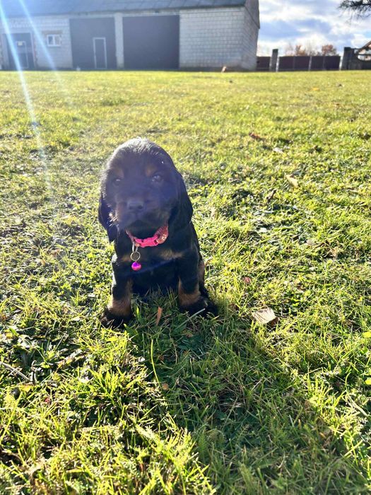 Cocker Spaniel Angielski-sunia