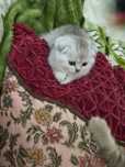 Котята серебристая шиншилла