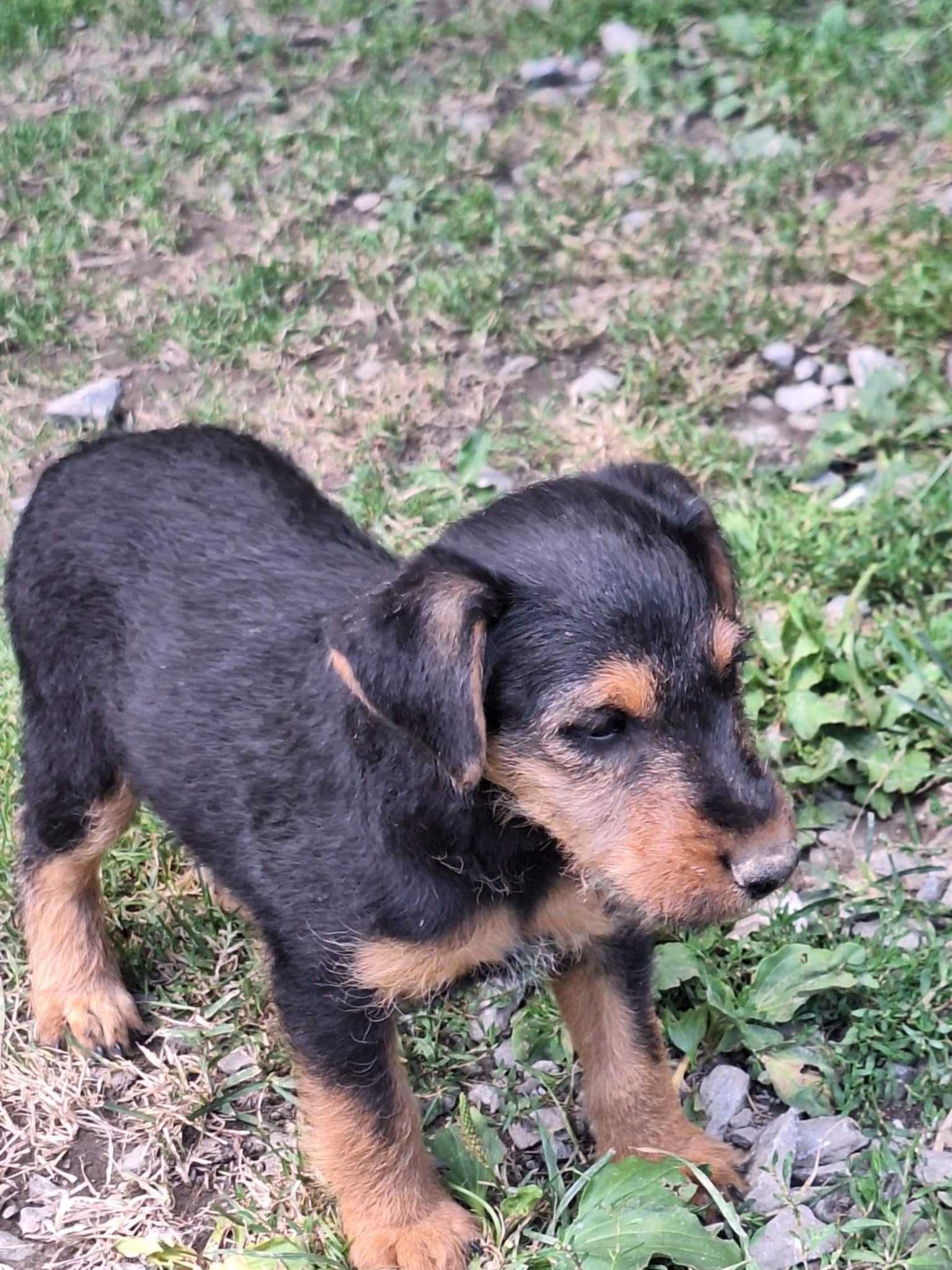 Terrier niemiecki suczka