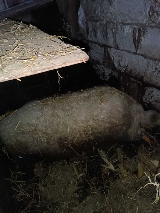 Sprzedam prosięta Mangalica Węgierska