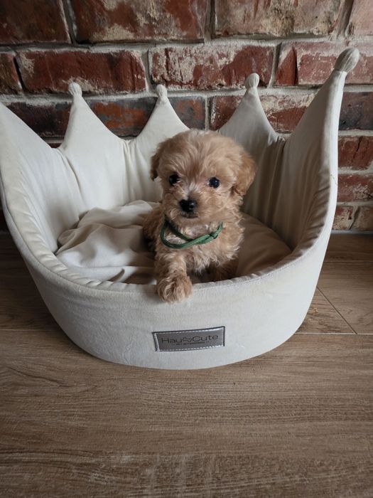 Maltipoo f1 piesek do  rezerwacji !!