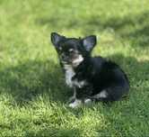 Chihuahua dlugowlosa