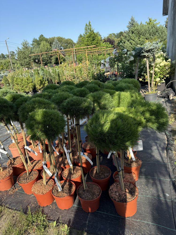 Sosna Szczepiona Maria Pinus 'Marie Brégeon'