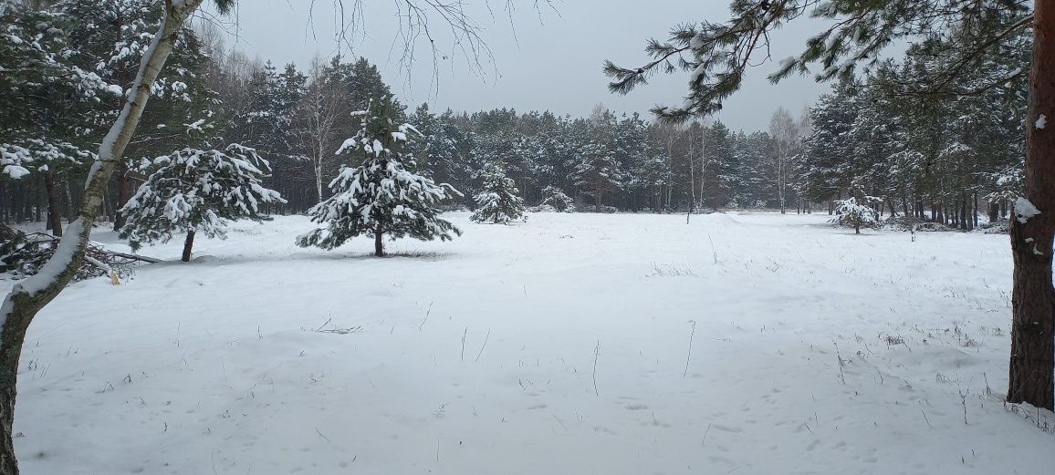 Ділянка з лісом 1га. під забудову 2га. ОСГ