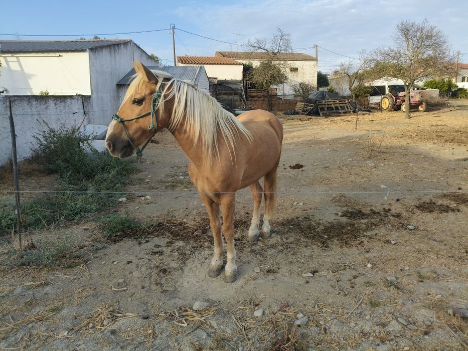 Conjunto cavalo charrete e arreios