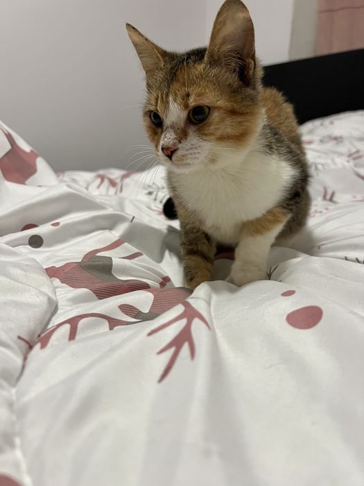 Bambi - mały tulasek szuka swojego człowieka.