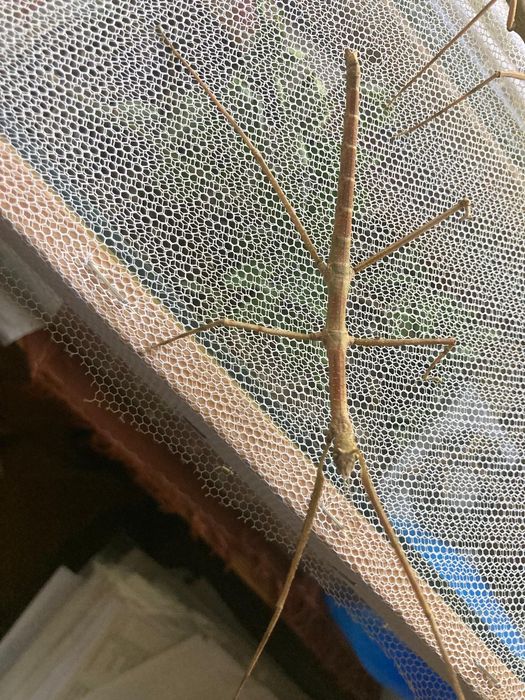 patyczaki możliwa wysyłka