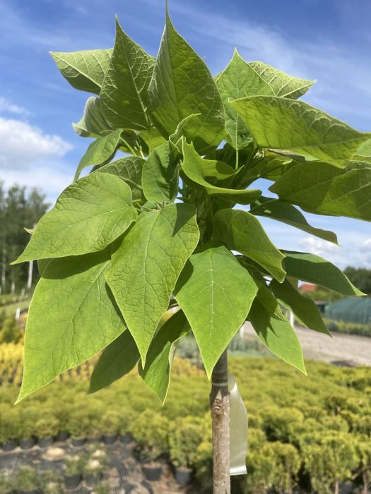 Polecamy : Catalpa Nana wysokosc 180-210 cm