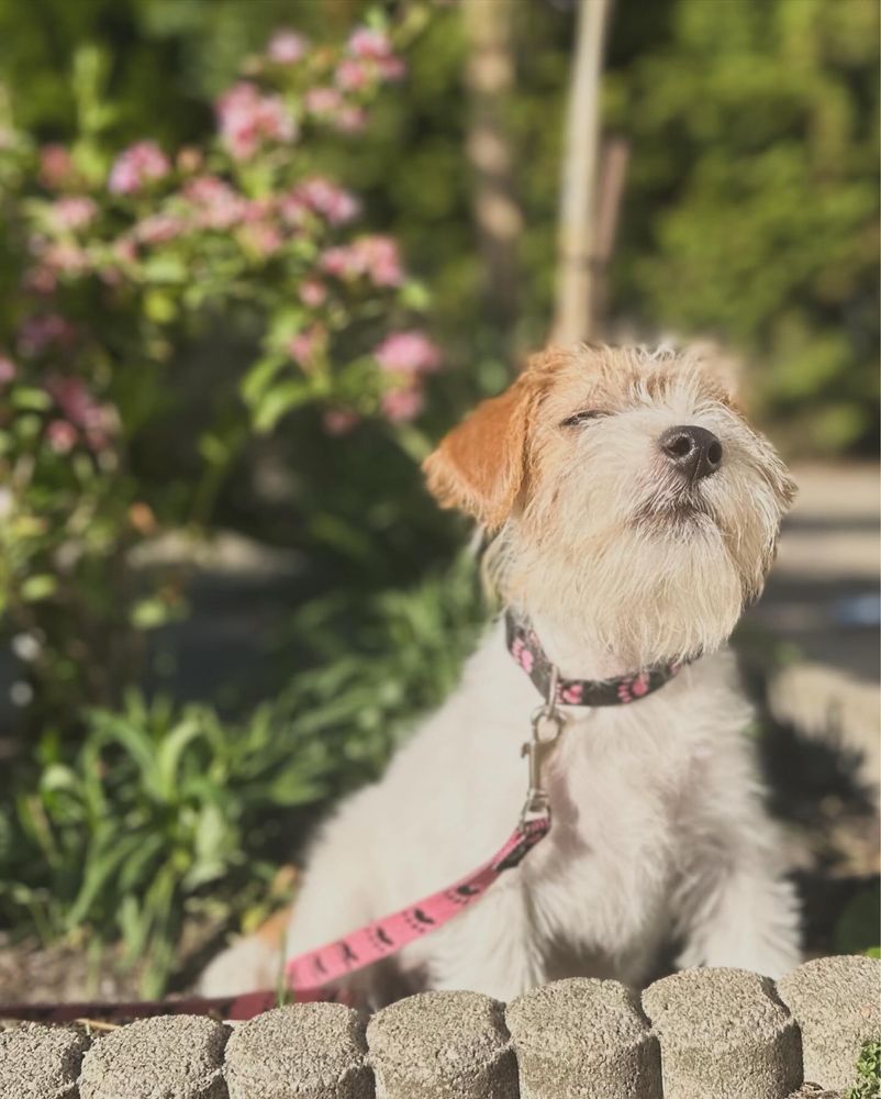 Szorstkowłosy piesek Jack Russell Terrier FCi ZKwP