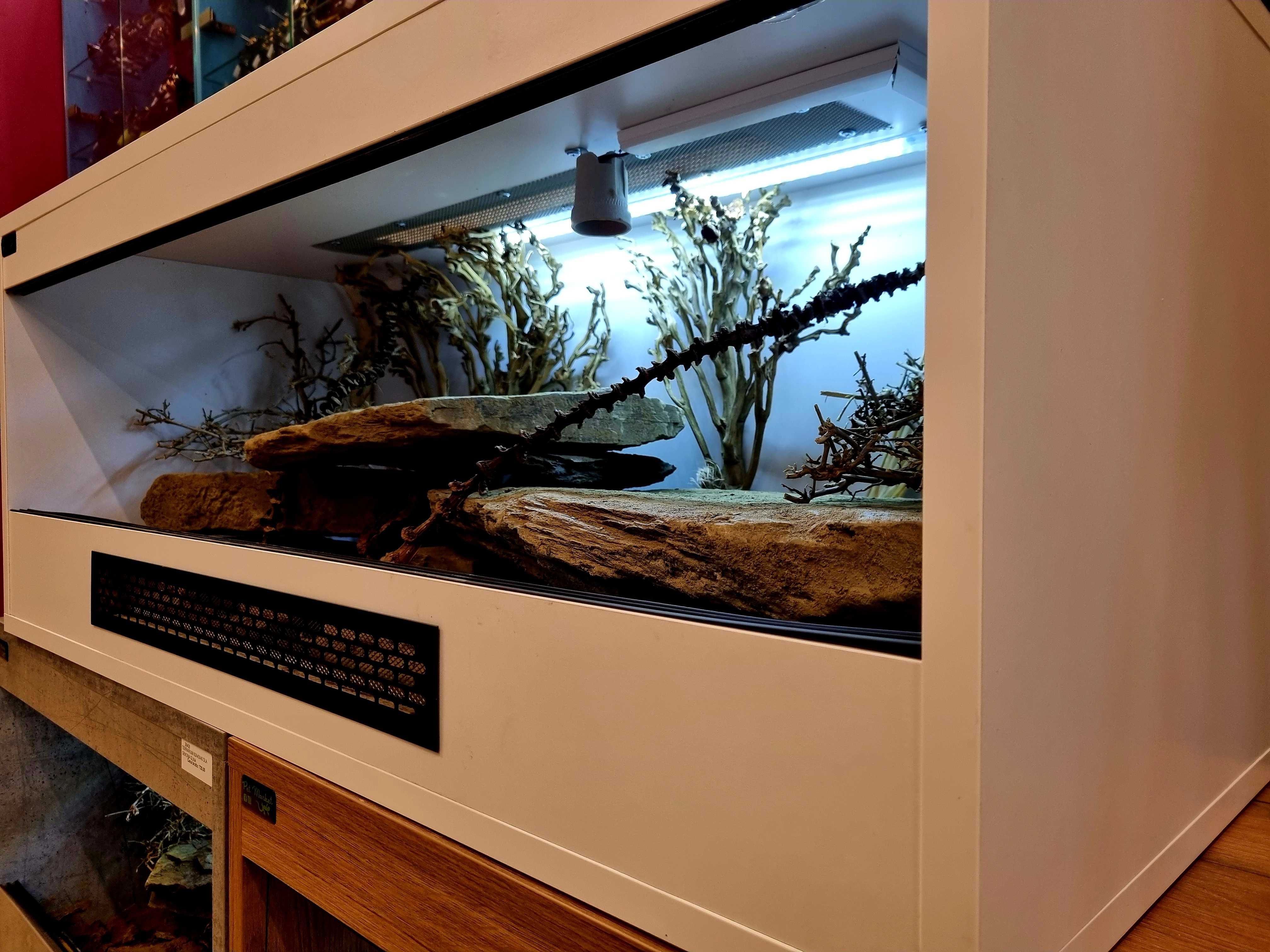 Terrarium 100x40x40 dla gekona lamparciego