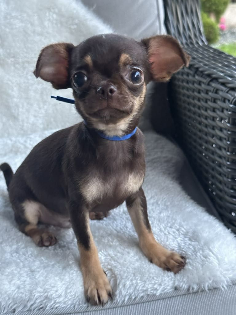 Sliczny czekoladowy chlopiec Chihuahua