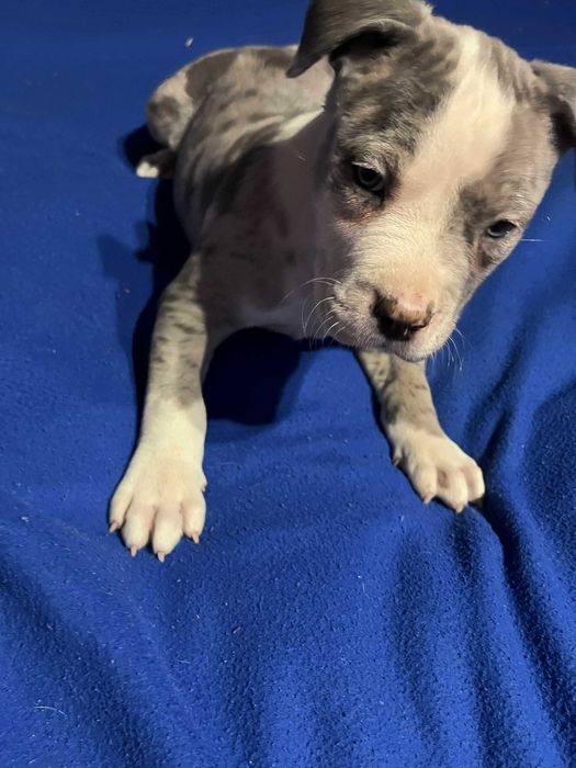 Amstaff piękny samiec