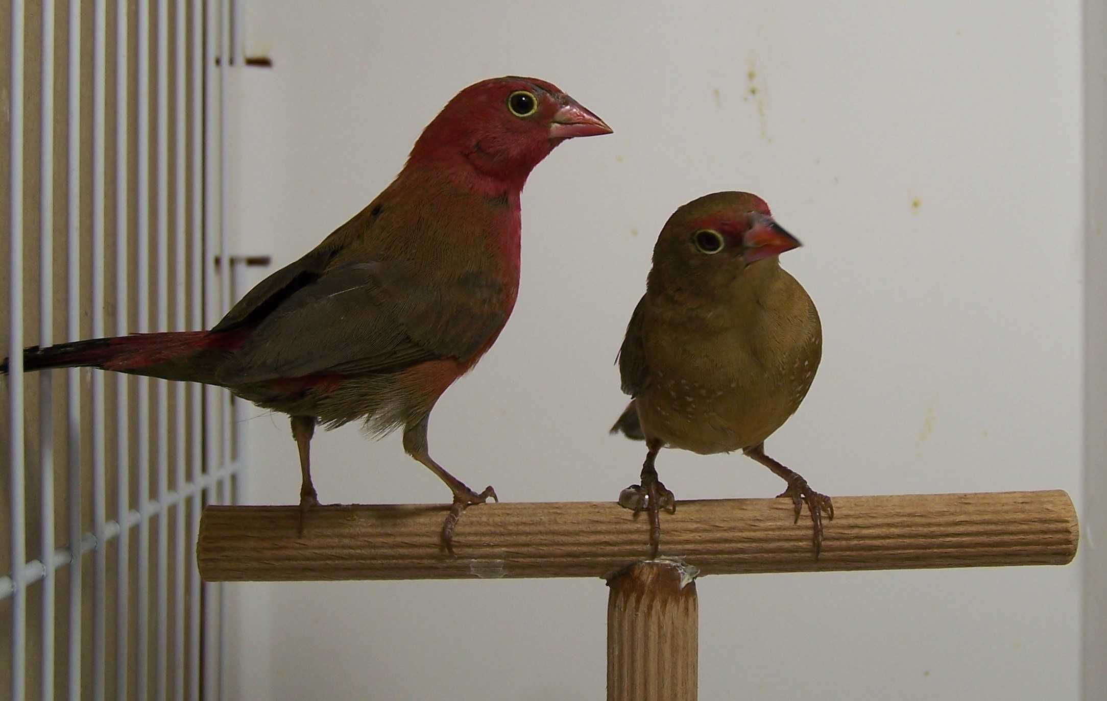 Amarantka senegalska (Lagonosticta senegala)