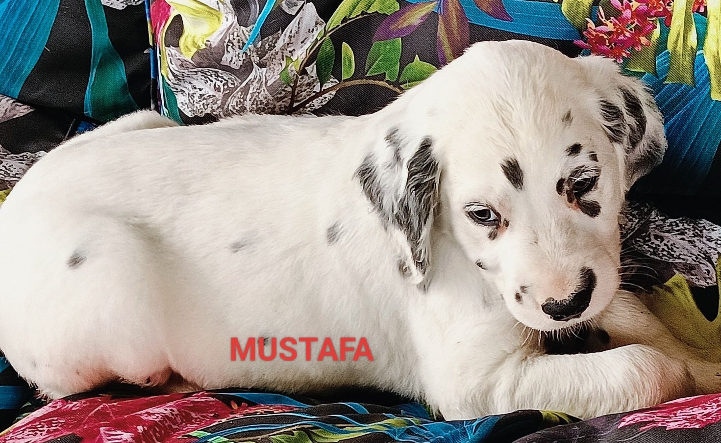 Dalmatyńczyk unikatowy piesek MUSTAFA