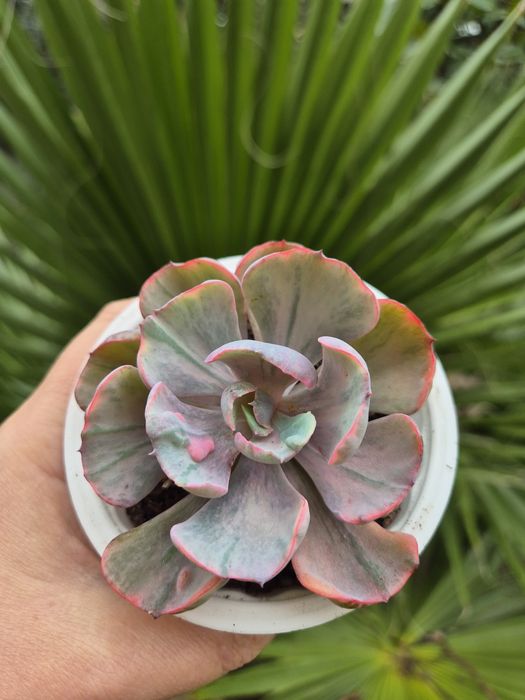 Echeveria Beyoncé