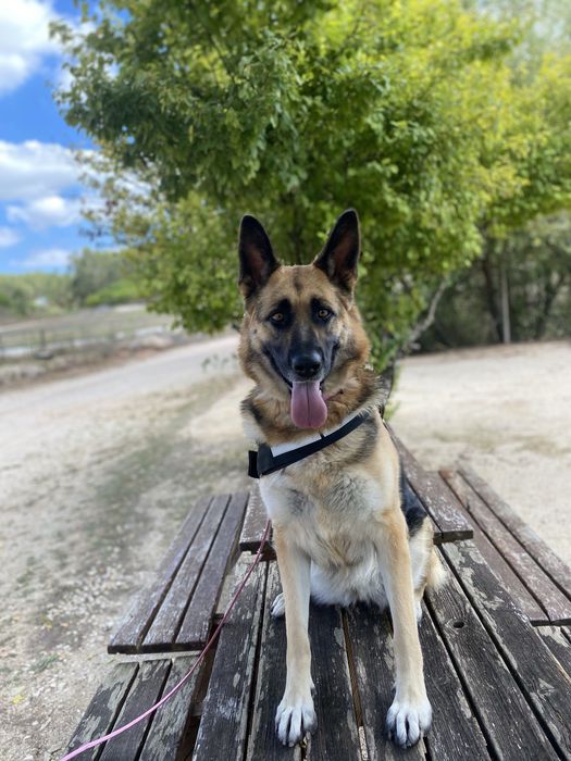 Pastora alemã para adoção