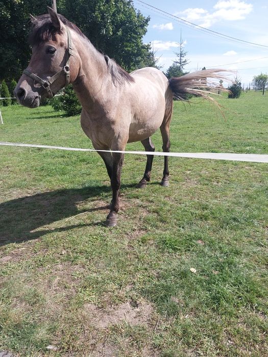 Sprzedam 3,5letnią klacz