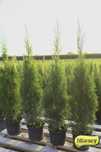 Tuja Tuje Thuja Szmaragd 75-85 cm. PRODUCENT, DOSTAWA GRATIS