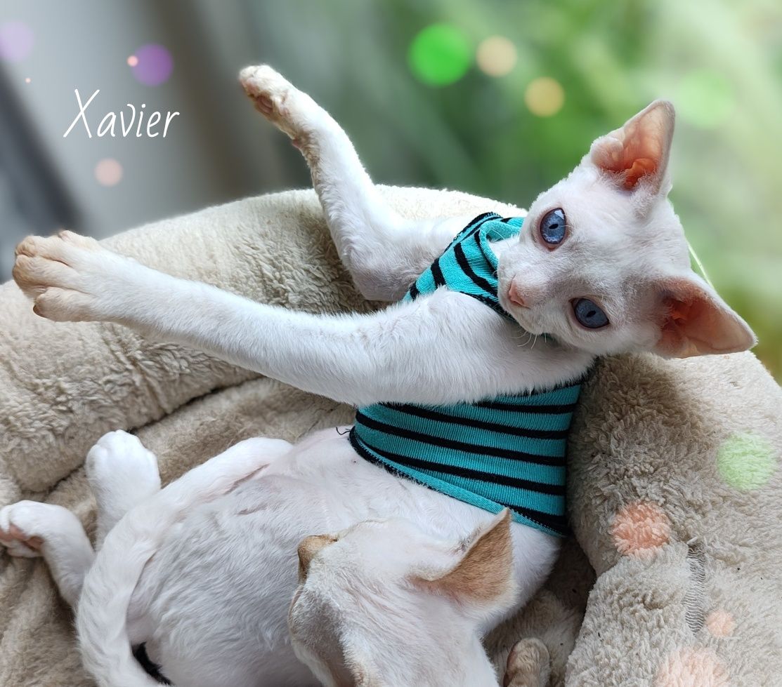 Devon rex Xavier - po prostu Boski