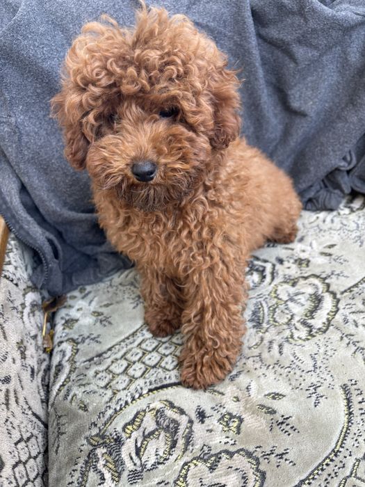 Маленький мачо Хлопчик