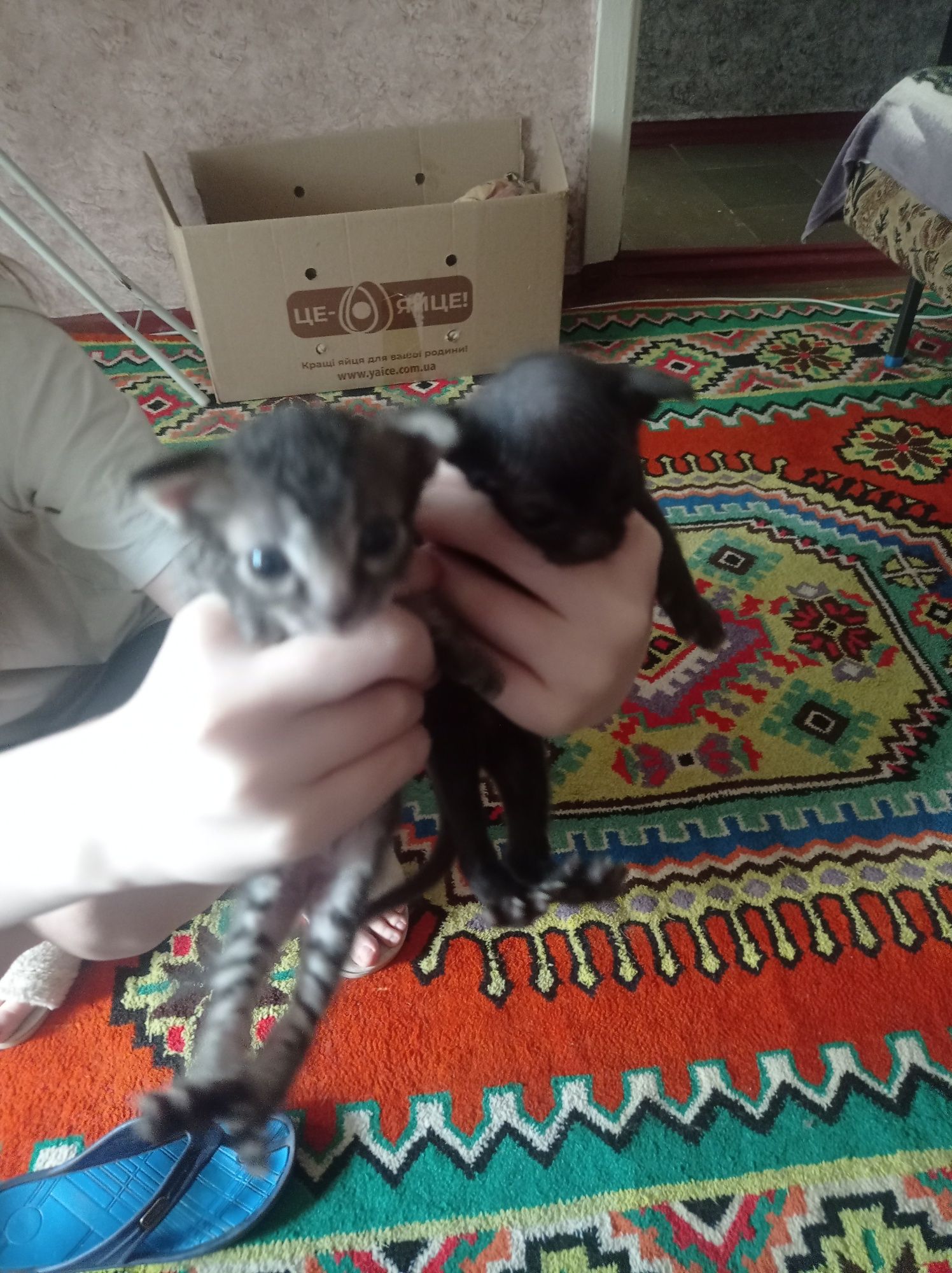 Віддам кошенят в добрі руки