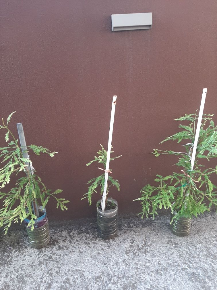 Sequoias (Sequoia sempervirens) 70cm a 1m – 25€ cada