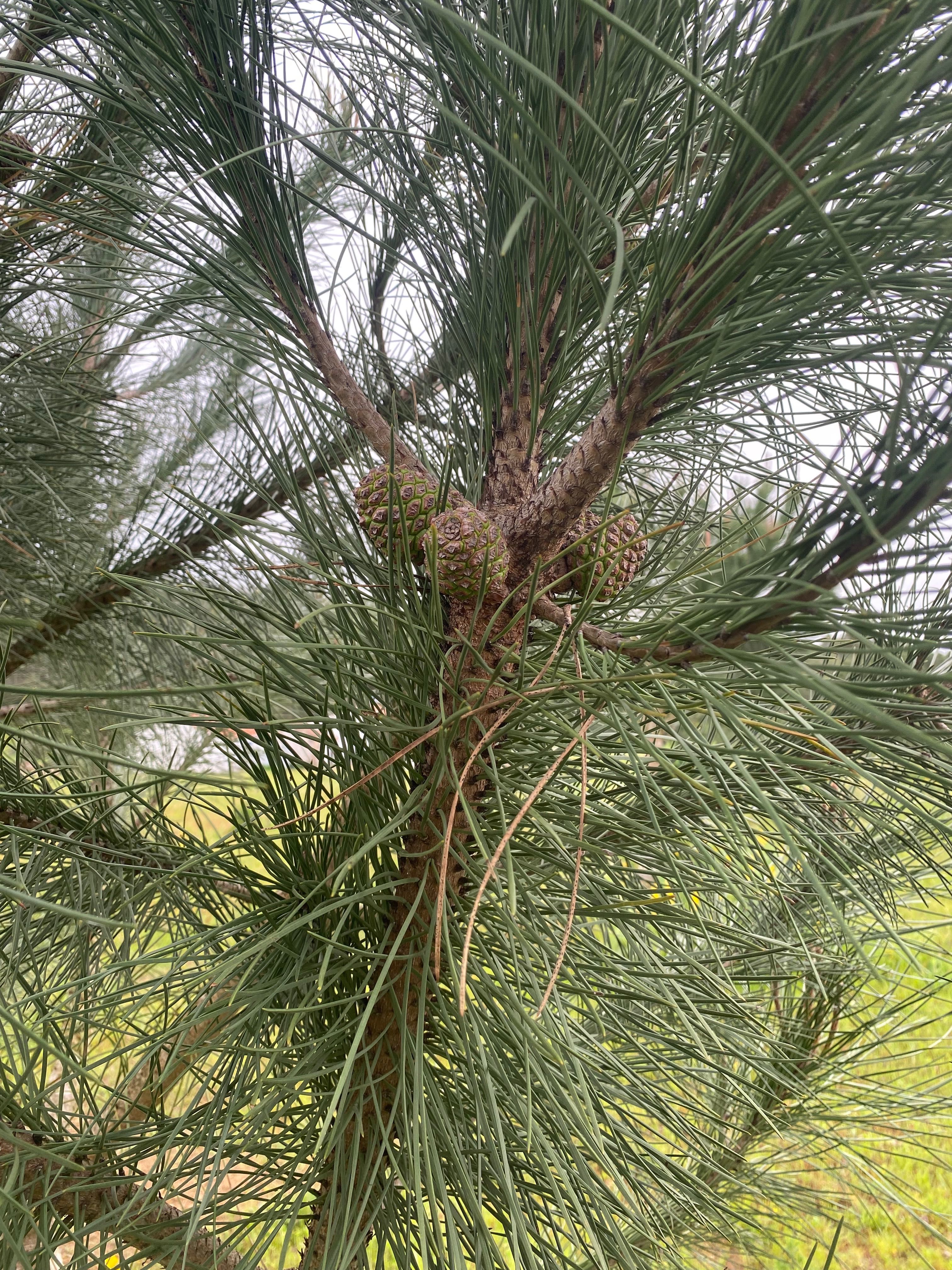 Enxertos Pinheiro Manso