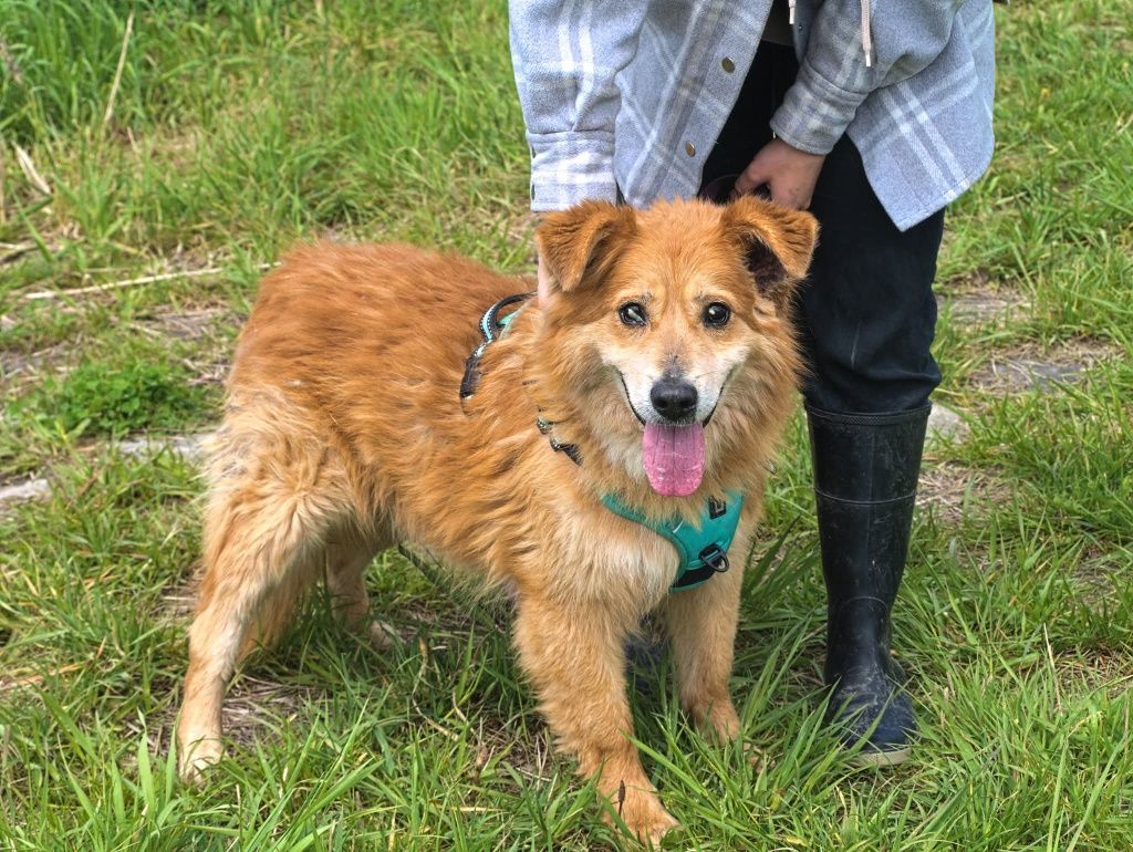Beżowy rudy puchaty piesek z sierścią jak samojed szuka domu