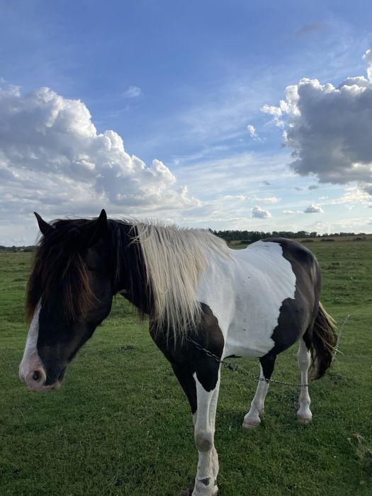 Продам кобилу!!!