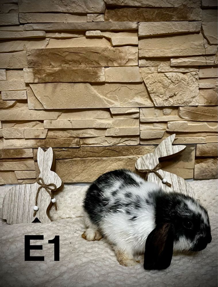 Króliczek Mini Lop Królik Baranek