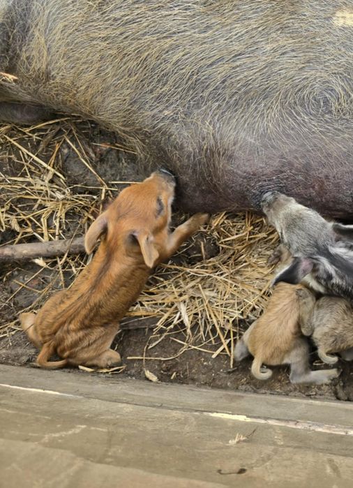 Loszki knurki mangalica