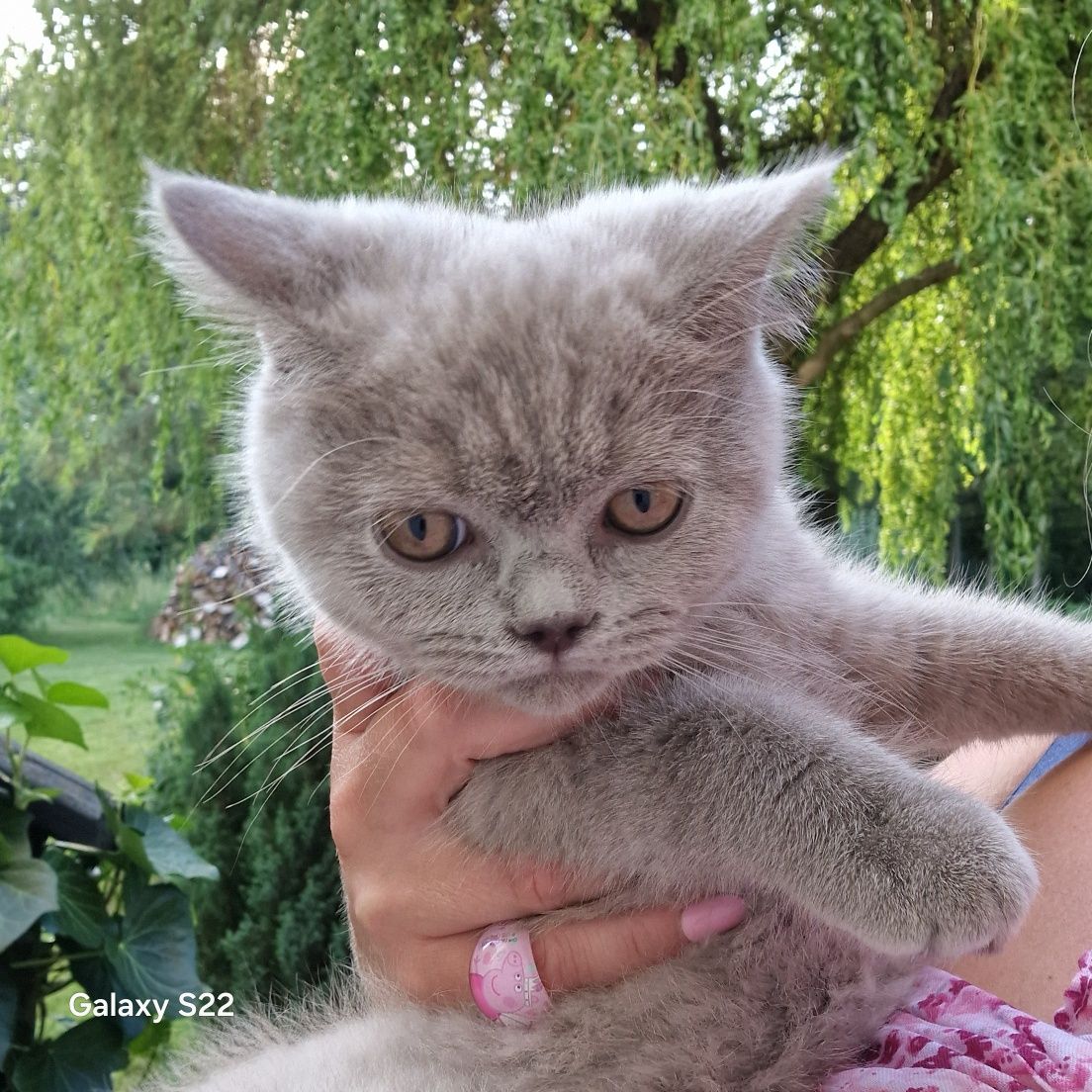 Kocur,kot brytyjski liliowy ,śliczny