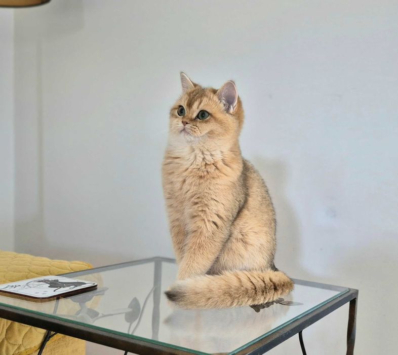 Koty Brytyjskie w wyjątkowych kolorach