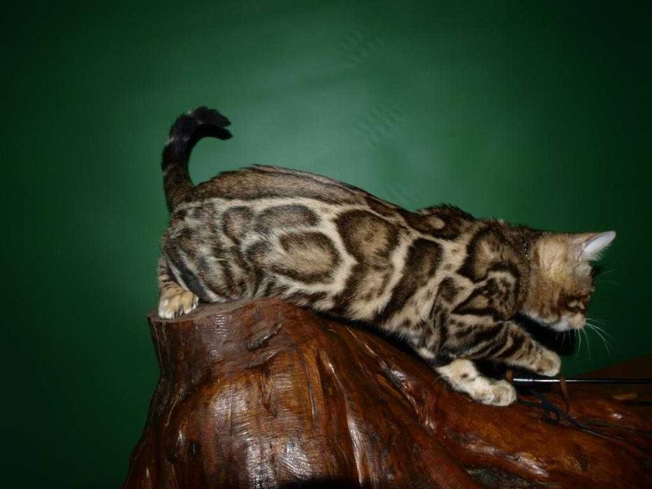 Отличный котенок.Мальчик. Документы.