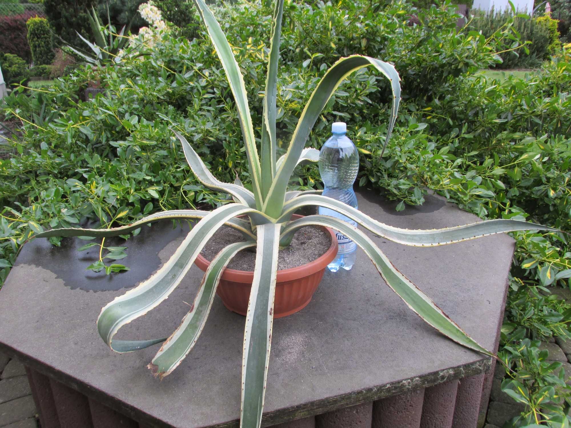 Kilkunastoletnia dwukolorowa agawa - Agave americana variegata