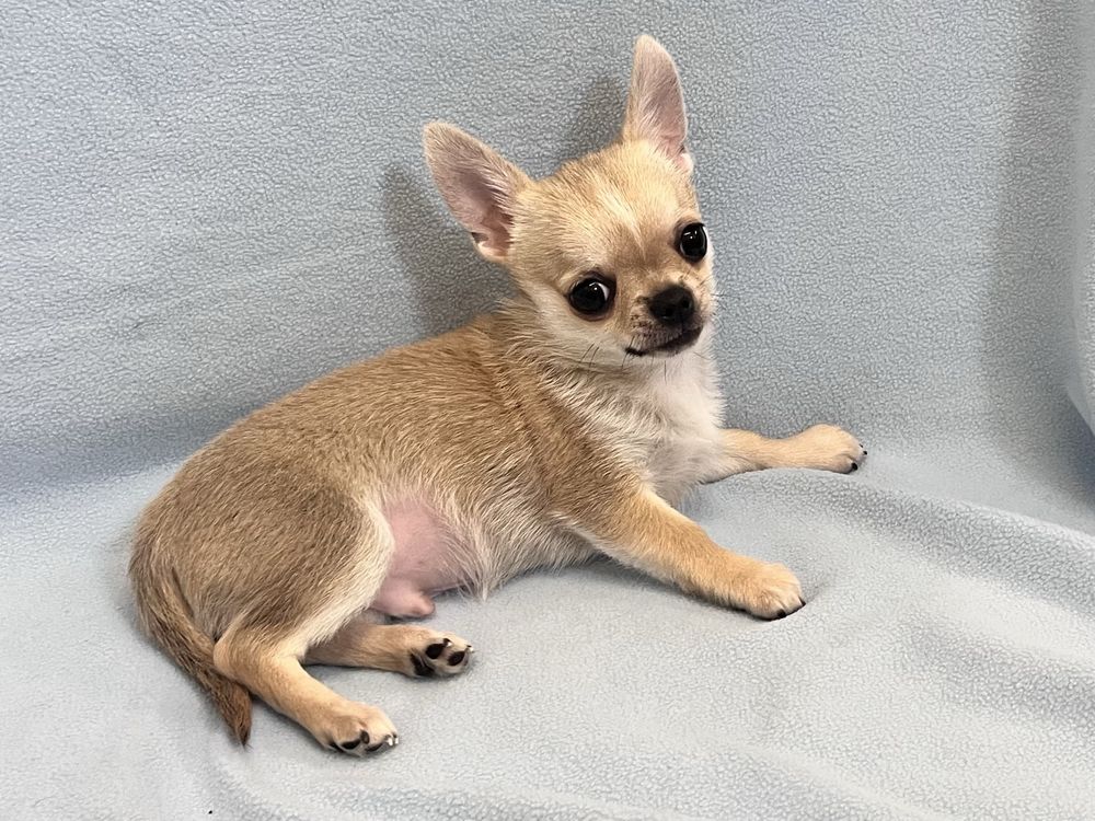 CHIHUAHUA MACHO PEQUENINO