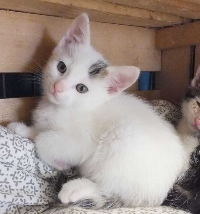 WACEK młodziutki kocurek biało bury do adopcji