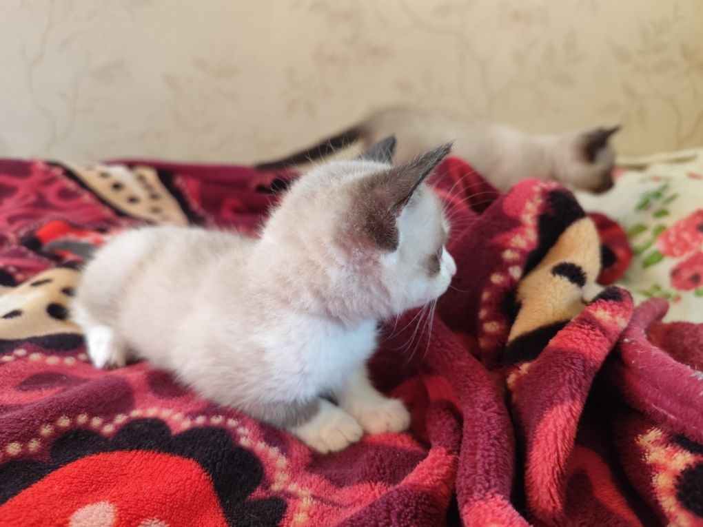 Сіамські кошенята