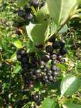 ARONIA - soczysta , bez oprysków