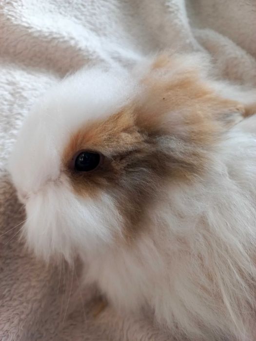 Króliczki rasy Teddy