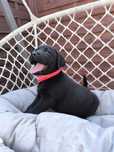 Labrador Retriever czarny samiec Sid gotowy do odbioru