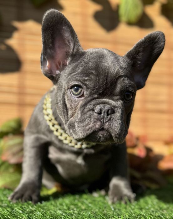 Бульдожка дівчинка красуня