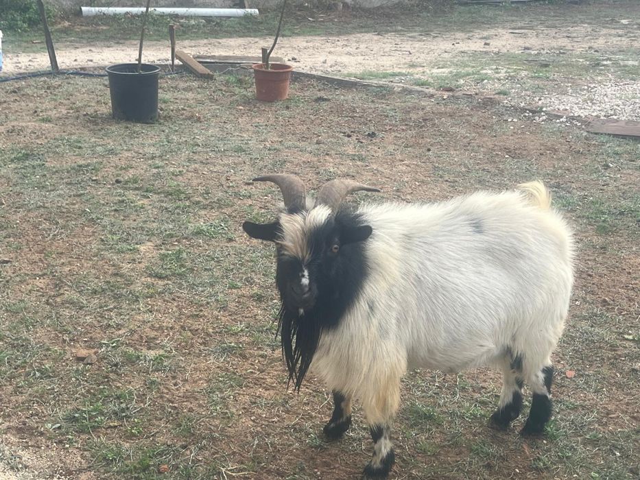 Vendo cabras ( casal)