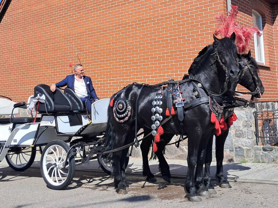 Dwa ogiery pół fryzyjskie 6lat